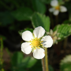 Photographie n°27244 du taxon Fragaria vesca L. [1753]