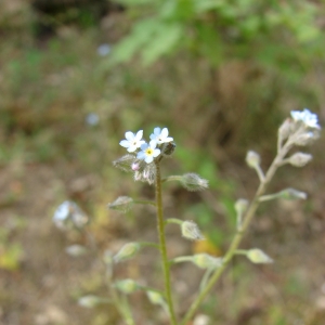 Photographie n°27246 du taxon Myosotis arvensis (L.) Hill [1764]