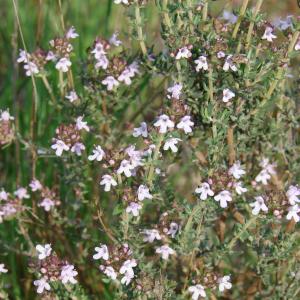 Photographie n°27247 du taxon Thymus vulgaris L. [1753]