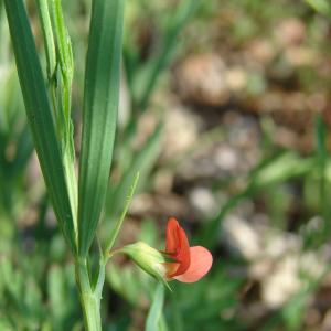 Photographie n°27256 du taxon Lathyrus sphaericus Retz. [1783]