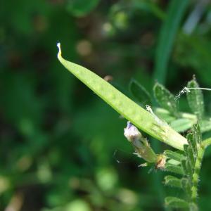 Photographie n°27257 du taxon Vicia sativa L. [1753]