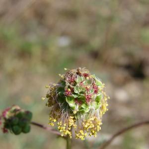 Photographie n°27258 du taxon Sanguisorba minor Scop. [1771]