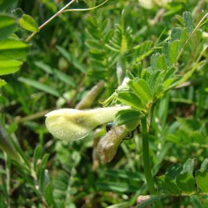 Photographie n°27259 du taxon Vicia hybrida L. [1753]