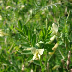 Photographie n°27260 du taxon Vicia hybrida L. [1753]