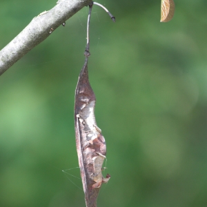 Photographie n°27267 du taxon Cercis siliquastrum L. [1753]