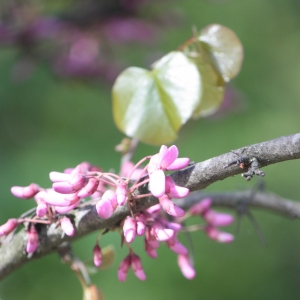 Photographie n°27268 du taxon Cercis siliquastrum L. [1753]