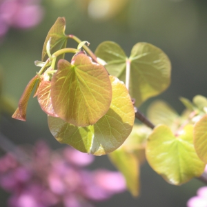 Photographie n°27271 du taxon Cercis siliquastrum L. [1753]