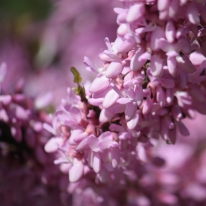 Photographie n°27274 du taxon Cercis siliquastrum L. [1753]