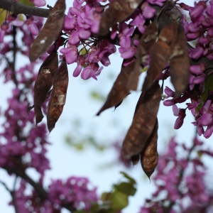 Photographie n°27279 du taxon Cercis siliquastrum L. [1753]