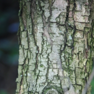 Photographie n°27283 du taxon Crataegus monogyna Jacq. [1775]