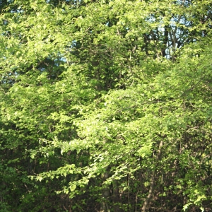 Photographie n°27297 du taxon Crataegus monogyna Jacq. [1775]