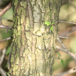 Photographie n°27307 du taxon Crataegus monogyna Jacq. [1775]