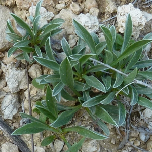 Photographie n°27331 du taxon Convolvulus lineatus L. [1759]