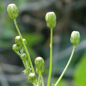 Photographie n°27334 du taxon Crepis vesicaria subsp. taraxacifolia (Thuill.) Thell. [1914]