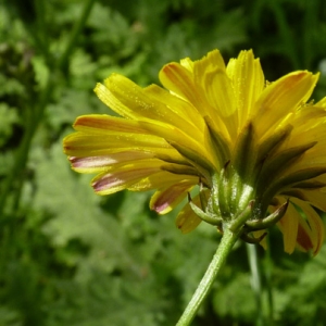 Photographie n°27335 du taxon Crepis vesicaria subsp. taraxacifolia (Thuill.) Thell. [1914]