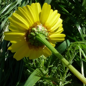 Photographie n°27340 du taxon Glebionis coronaria (L.) Tzvelev [1999]