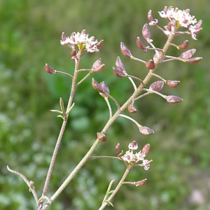 Photographie n°27343 du taxon Hornungia petraea (L.) Rchb. [1838]