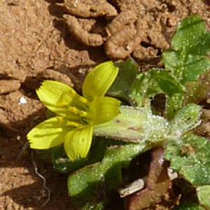 Photographie n°27344 du taxon Hyoseris scabra L. [1753]