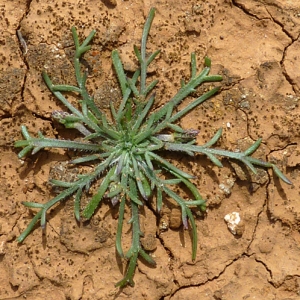 Photographie n°27357 du taxon Plantago coronopus L. [1753]