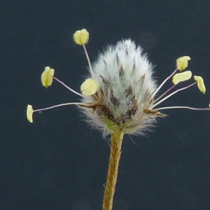 Photographie n°27358 du taxon Plantago lagopus L. [1753]