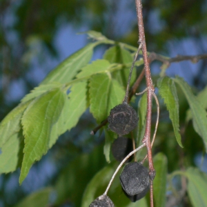 Photographie n°27465 du taxon Celtis australis L. [1753]