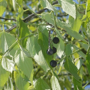 Photographie n°27469 du taxon Celtis australis L. [1753]