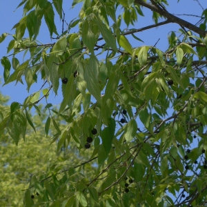 Photographie n°27471 du taxon Celtis australis L. [1753]