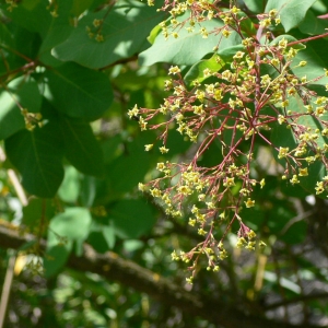 Photographie n°27478 du taxon Cotinus coggygria Scop. [1771]