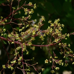 Photographie n°27479 du taxon Cotinus coggygria Scop. [1771]