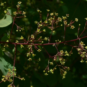 Photographie n°27481 du taxon Cotinus coggygria Scop. [1771]