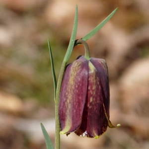 Photographie n°27494 du taxon Fritillaria nigra Mill. [1768]