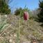  Daniel Genevieve TIZANE - Fritillaria nigra Mill. [1768]