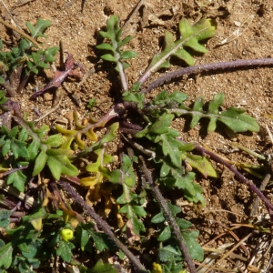 Photographie n°27506 du taxon Diplotaxis muralis (L.) DC. [1821]