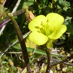 Photographie n°27508 du taxon Diplotaxis muralis (L.) DC. [1821]