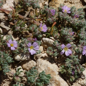 Photographie n°27510 du taxon Frankenia hirsuta L. [1753]