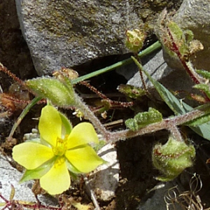 Photographie n°27512 du taxon Helianthemum salicifolium (L.) Mill. [1768]