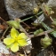  Bertrand BUI - Helianthemum salicifolium (L.) Mill. [1768]