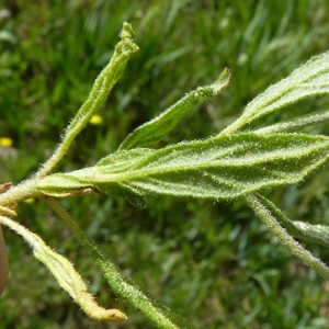 Photographie n°27513 du taxon Helianthemum salicifolium (L.) Mill. [1768]