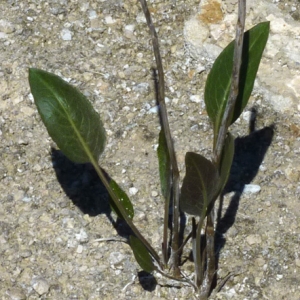 Photographie n°27518 du taxon Lepidium latifolium L. [1753]