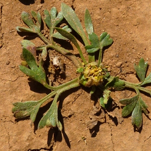 Photographie n°27519 du taxon Ranunculus paludosus Poir. [1789]