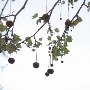 Photographie n°27532 du taxon Platanus x hispanica Mill. ex Münchh. [1770]