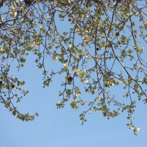 Photographie n°27533 du taxon Platanus x hispanica Mill. ex Münchh. [1770]