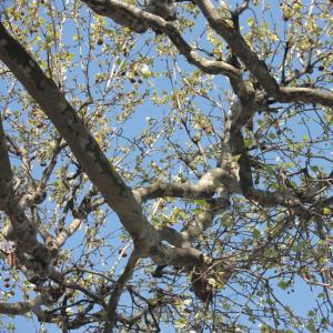 Photographie n°27534 du taxon Platanus x hispanica Mill. ex Münchh. [1770]