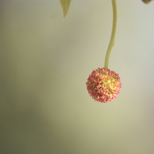 Photographie n°27537 du taxon Platanus x hispanica Mill. ex Münchh. [1770]