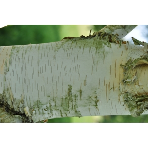 Betula utilis D.Don var. utilis