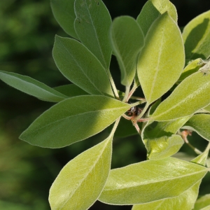 Pyrus communis subsp. nivalis (Jacq.) Gams (Poirier couleur de neige)