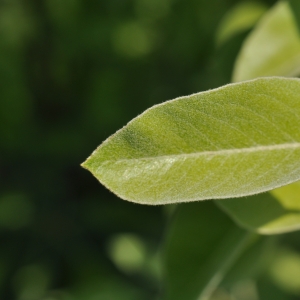  - Pyrus nivalis Jacq. [1774]