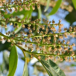 Photographie n°27590 du taxon Prunus laurocerasus L. [1753]