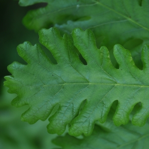 Photographie n°27597 du taxon Quercus frainetto Ten. [1813]