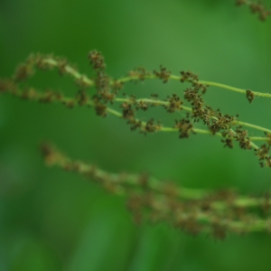 Photographie n°27598 du taxon Quercus frainetto Ten. [1813]